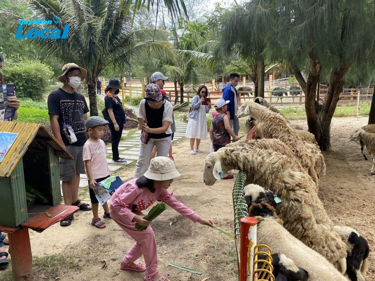 Các bạn trẻ cho các bé cừu ăn tại công viên động vật hoang dã FLC